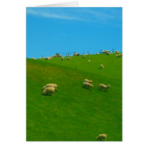 nz hill