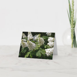 Oakleaf Hydrangea