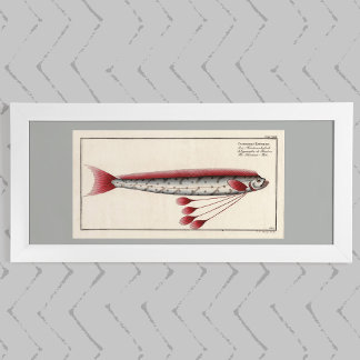 Oarfish gigante tras una impresión del siglo XVIII