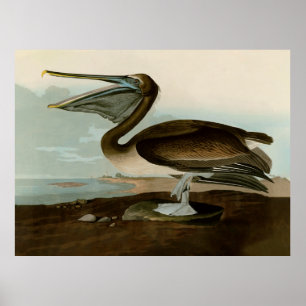 Obra de arte del pelícano marrón de John James Aud