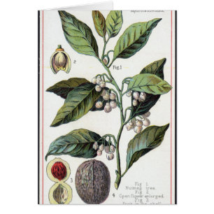Obra de arte nutmeg vintage