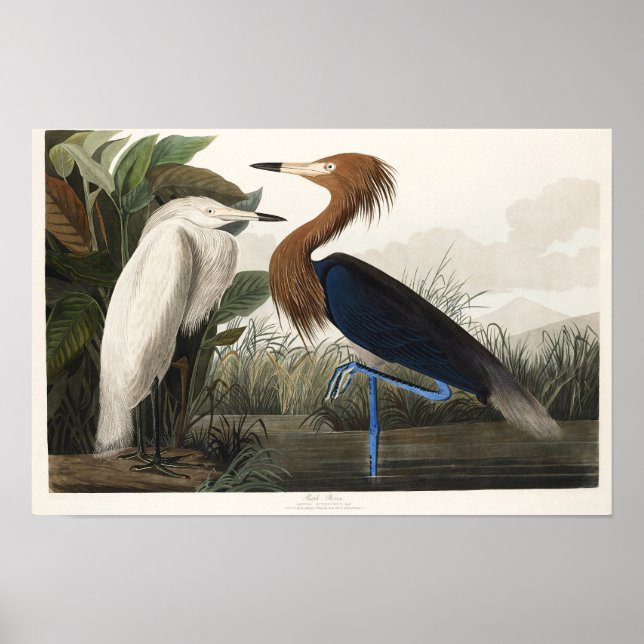 Obra de arte sobre vida silvestre Purple Heron de  (Frente)