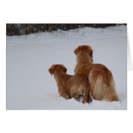 Observación de los perros perdigueros de oro