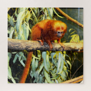 Observación del León Dorado Tamarin, rompecabezas