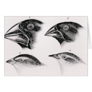 Observaciones del pájaro de Darwin