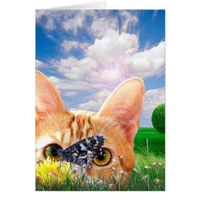 Observador de mariposa (Frente)