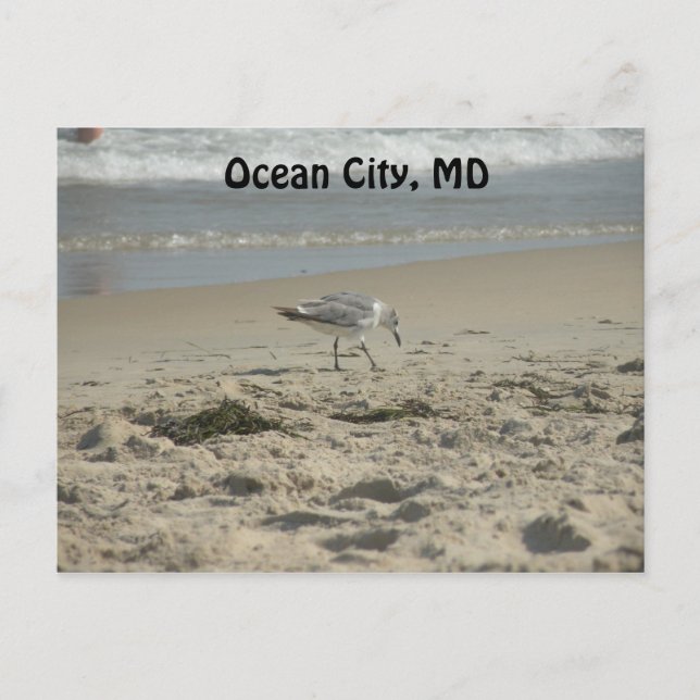 Ocean City, tarjeta postal MD (Anverso)