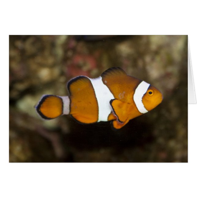 Ocellaris Clowfish (Anverso (Horizontal))