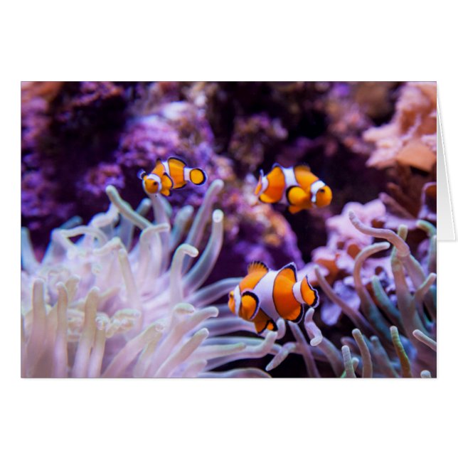 Ocellaris Clowfish | Amphiprion Ocellaris (Anverso (Horizontal))
