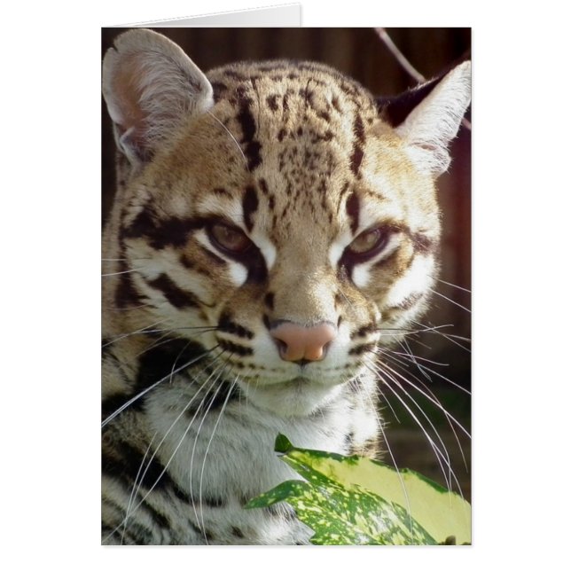 Ocelot (Frente)