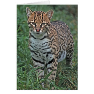 OCELOT Leopardus pardalis) CENTROAMÉRICA