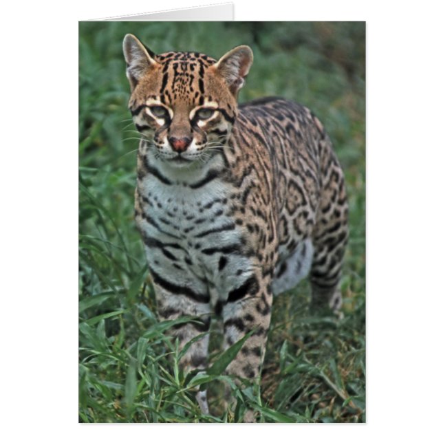 OCELOT Leopardus pardalis) CENTROAMÉRICA (Frente)