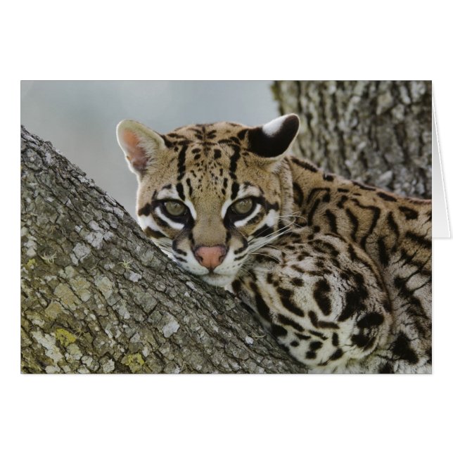 Ocelote, Felis pardalis, cautivo, hembra descansan (Anverso (Horizontal))