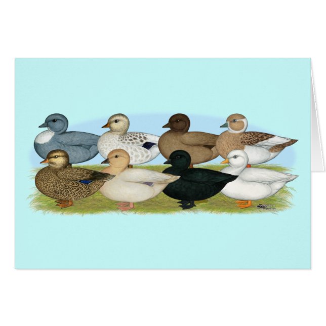 Ocho Ducks de llamadas (Anverso (Horizontal))