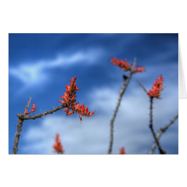 Ocotillo Blooms (Anverso (Horizontal))