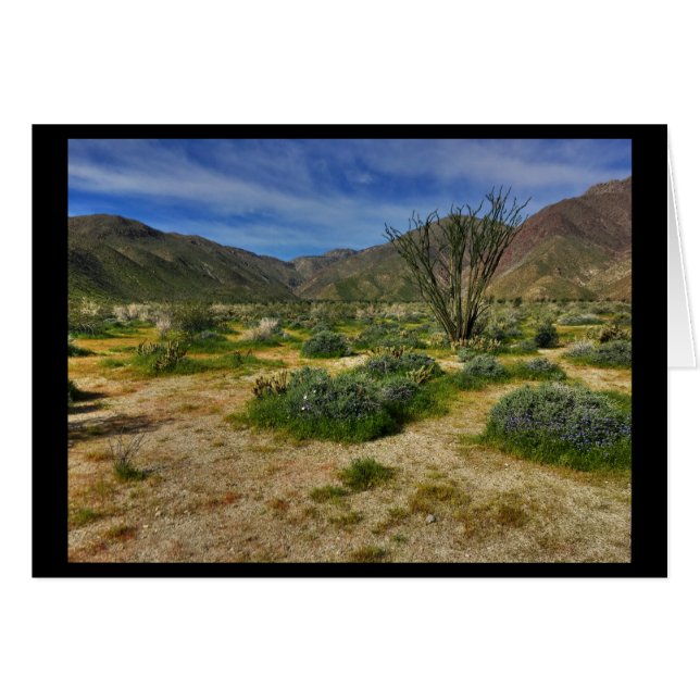 Ocotillo Borrego Springs 2017 (Anverso (Horizontal))