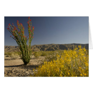 Ocotillo y senna desierta
