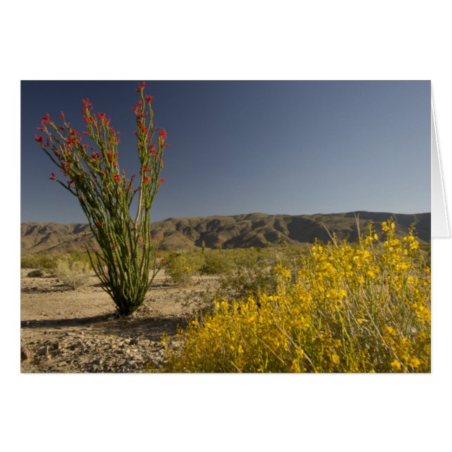 Ocotillo y senna desierta (Anverso (Horizontal))