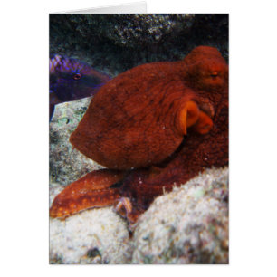 Octopus de Hawái