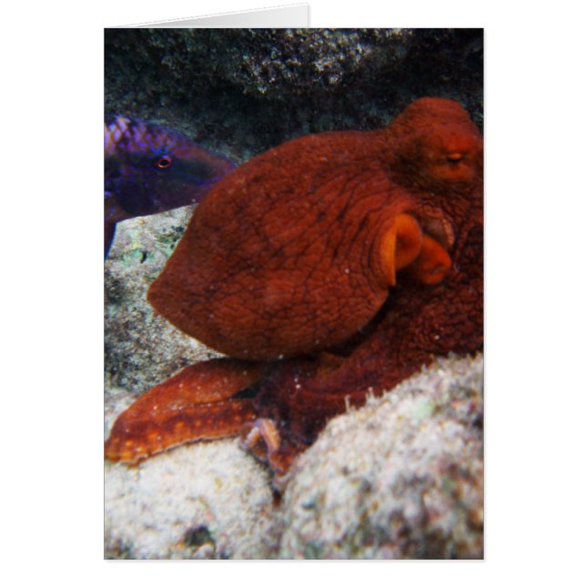 Octopus de Hawái (Frente)