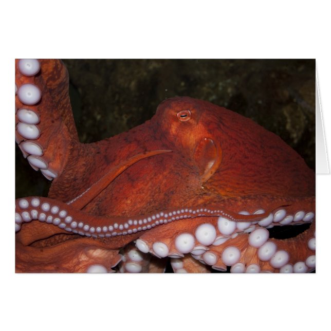 Octopus del Pacífico Norte (Anverso (Horizontal))