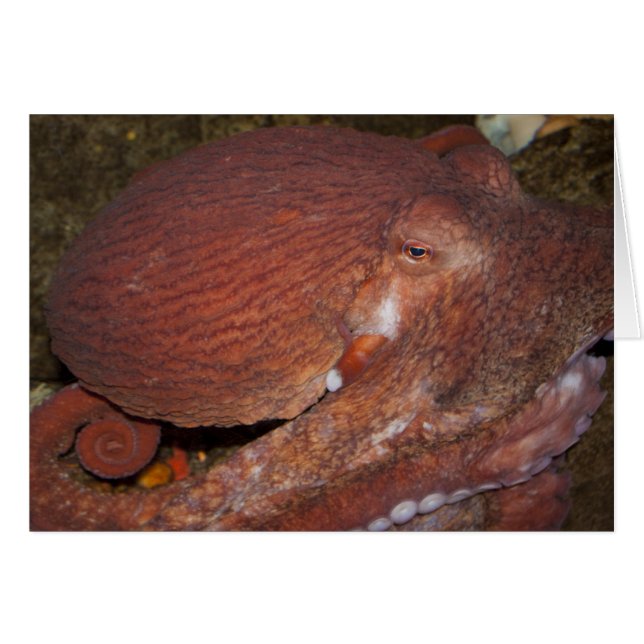 Octopus gigante del Pacífico Norte (Anverso (Horizontal))