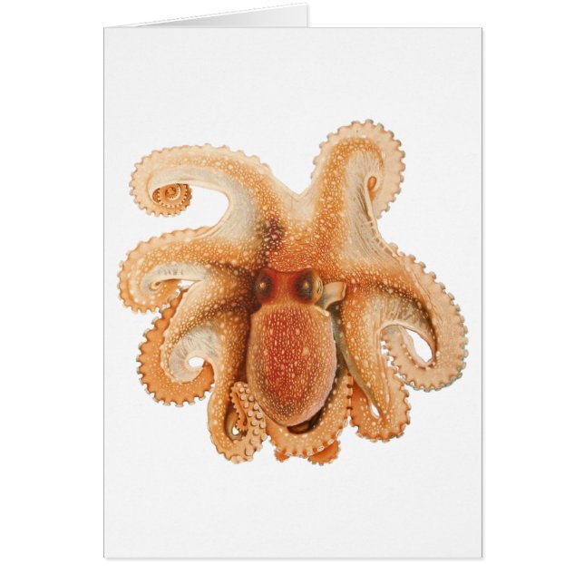 Octopus Salutii, Animales Acuáticos Marinos (Frente)