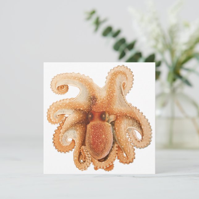 Octopus Salutii, Animales Acuáticos Marinos (Anverso de pie)