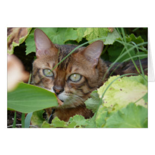 Ocultación en el jardín