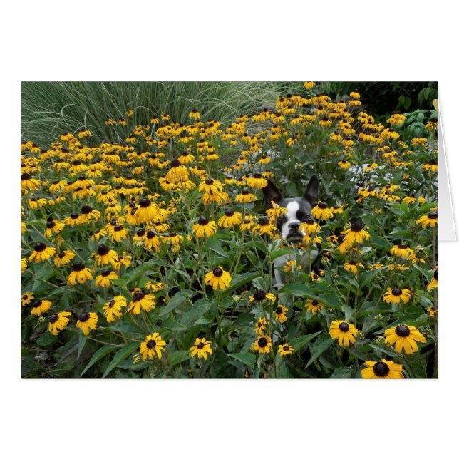 Ocultación en el Rudbeckia - Lola B. Boston (Anverso (Horizontal))