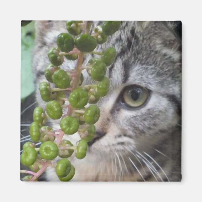 Ocultando imán de gatito (Frente)