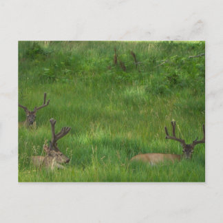 Ocultar la postal del venado