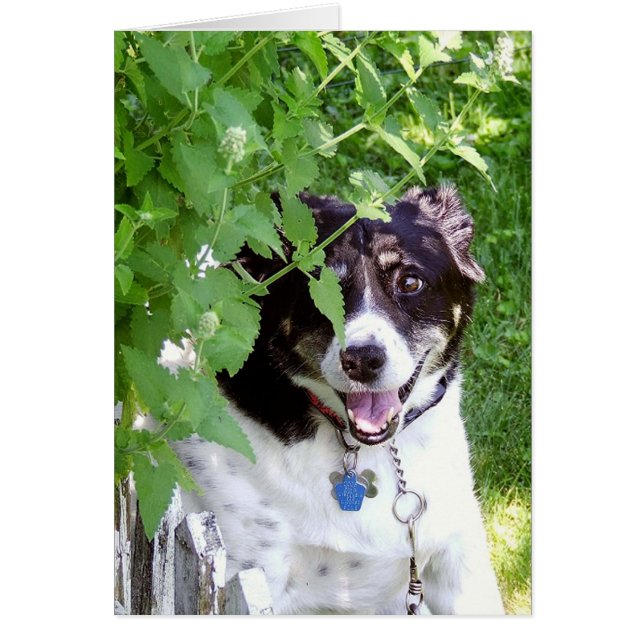 Ocultar y buscar (Frente)