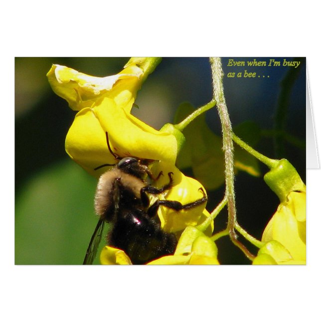 Ocupado como abeja (Anverso (Horizontal))