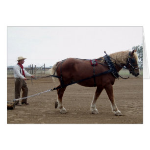 Odie el manejo del caballo belga