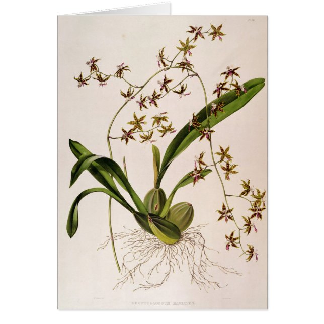 Odontoglossum Hastatum (Frente)