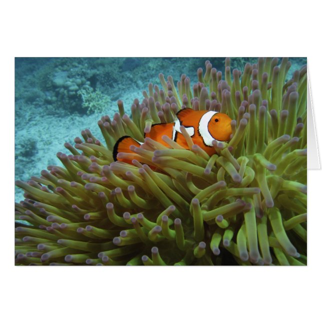 Oeste Clownfish ( Anphiprion ocellaris ) (Anverso (Horizontal))