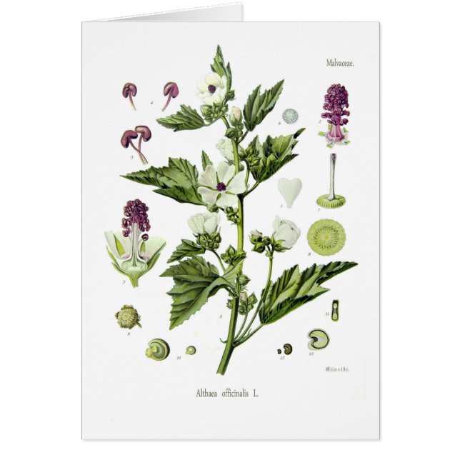 Officinalis de Althaea (Frente)