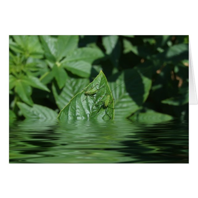 ¡Oh! (Anverso (Horizontal))