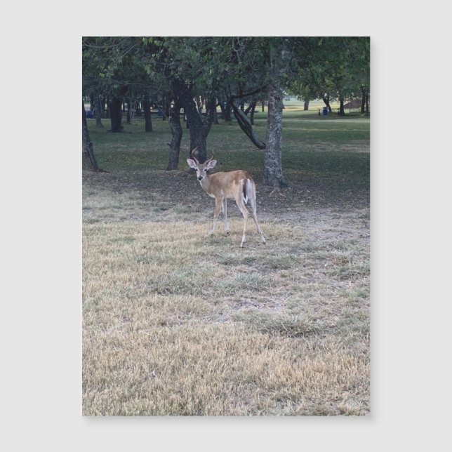 Oh Deer Magnet (Anverso)