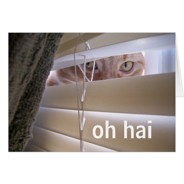 Oh Hai — Gato en la ventana (Anverso (Horizontal))