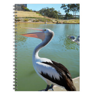 Oh Im A Happy Pelican Tra Lah, Cuaderno