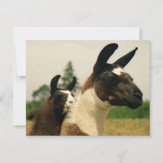 Oh, Lamaaaa (Anverso)