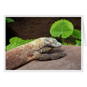 ¡"Oh ningún… es Komodo! "