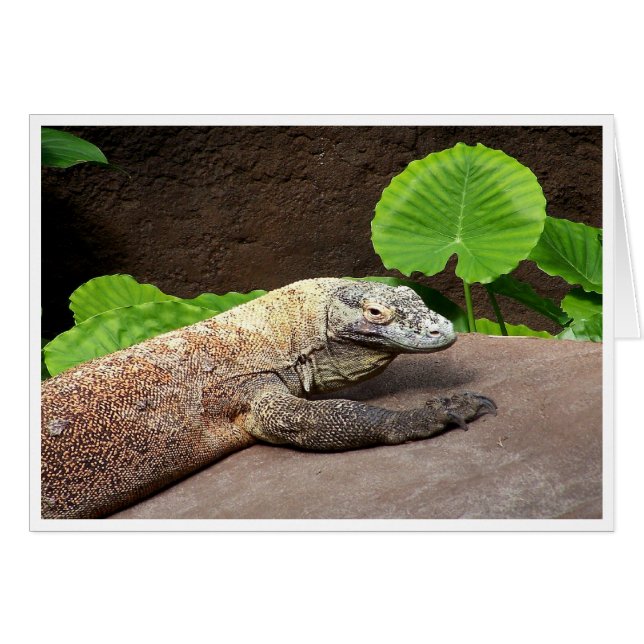 "Oh no... ¡es Komodo!" (Anverso (Horizontal))