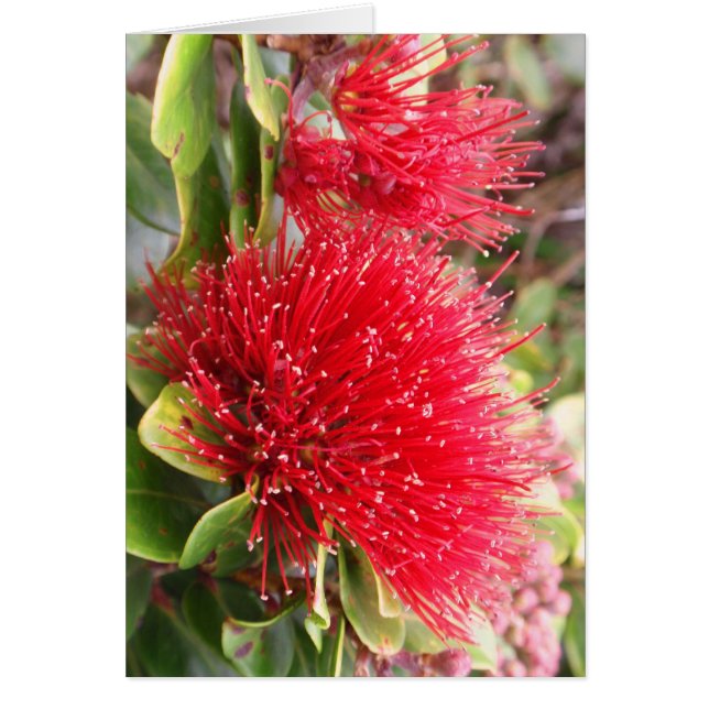 Ohia Lehua (Frente)