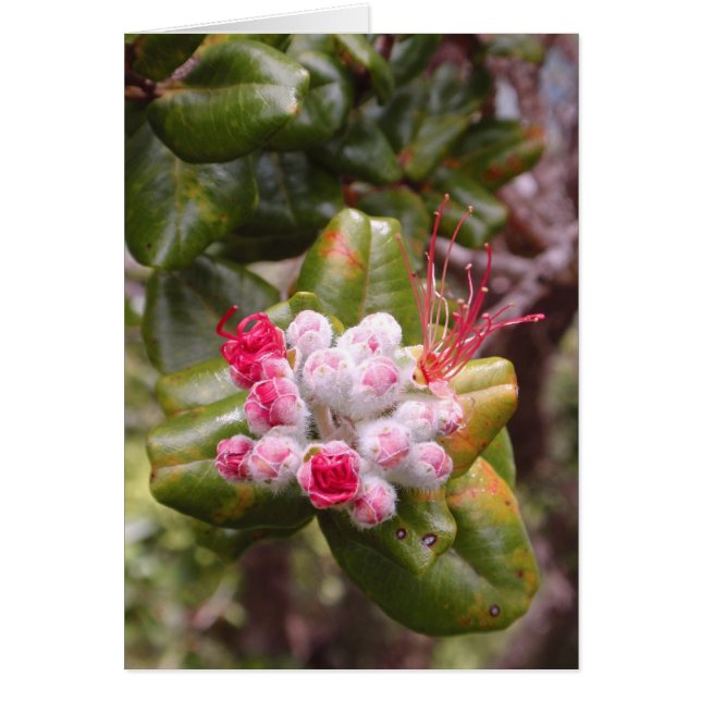 Ohia Lehua Buds (Frente)