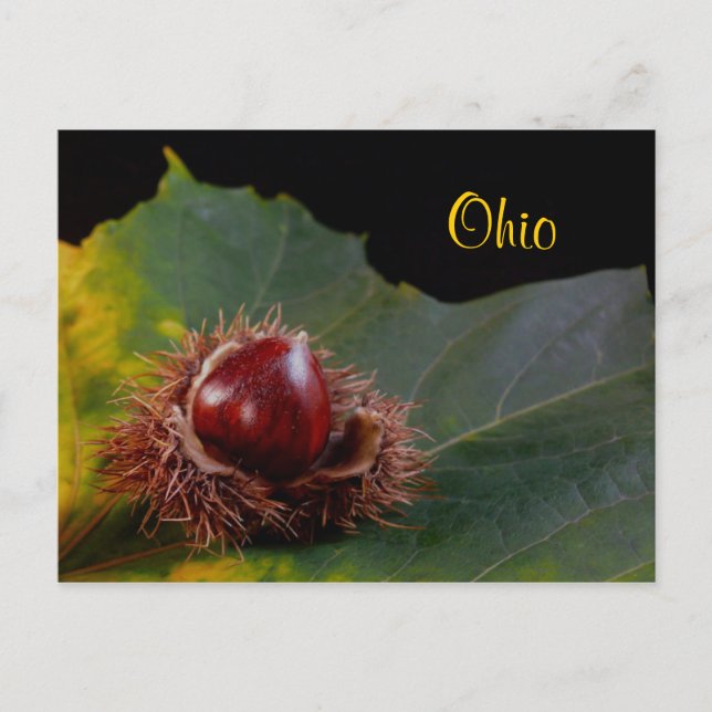 Ohio, Hoja De Otoño Con Postales De Tuerca (Anverso)