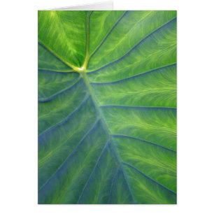 Oídos de elefante - Colocasia