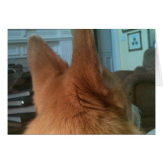 oídos del corgi galés